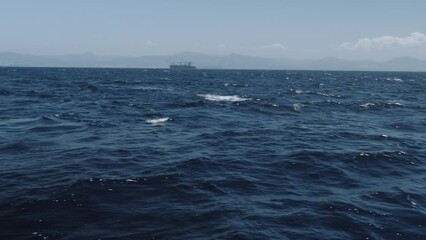 Wall Mural - Beautiful Long-finned pilot whales (Globicephala melaena) swimming in the blue ocean