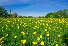 Beautiful, Scenic Shot Of A Vibrant Field Of Yellow Blooming Flowers Against A Bright Blue Sky