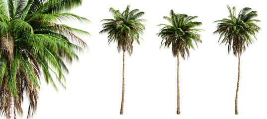 Poster - Quindio wax palm trees isolated on transparent background and selective focus close-up. 3D render image.