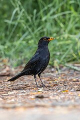 Sticker - Closeup of an Eurasian blackbird with worms in the beak perched on a background of green grass