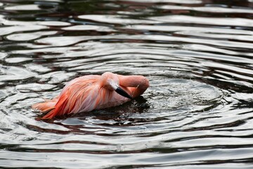 Poster - Pink flamingo swimming in a tranquil lake