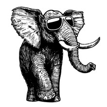 Elephant Wearing Sunglasses Sketch