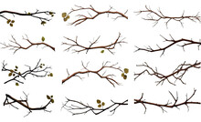 Collection Of Thorny Vines And Branches Isolated On A Transparent Background, Generative Ai