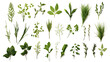 © Perfect PNG - collection of herbs isolated on a transparent background, generative ai