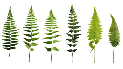 Wall Mural - collection of ferns isolated on a transparent background, generative ai