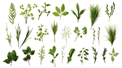 Wall Mural - collection of herbs isolated on a transparent background, generative ai