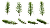 Fototapeta  - collection of pine branches flowers isolated on a transparent background, generative ai