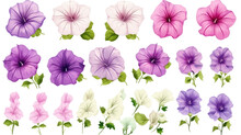 Collection Of Petunias Flowers Isolated On A Transparent Background, Generative Ai