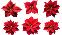 Collection Of Poinsettias Flowers Isolated On A Transparent Background, Generative Ai