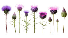 Collection Of Thistles Flowers Isolated On A Transparent Background, Generative Ai