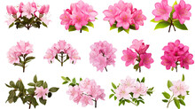 Collection Of Azaleas Flowers Isolated On A Transparent Background, Generative Ai