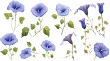 Collection Of Morning Glories Flowers Isolated On A Transparent Background, Generative Ai