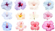 collection of soft pastel hibiscus flowers isolated on a transparent background, generative ai