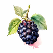 Blackberry Watercolor Illustration