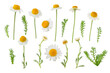 Chamomile flowers, buds and leaves set isolated transparent png. White daisy in bloom. Chamaemelum nobile herbal medicine plant.