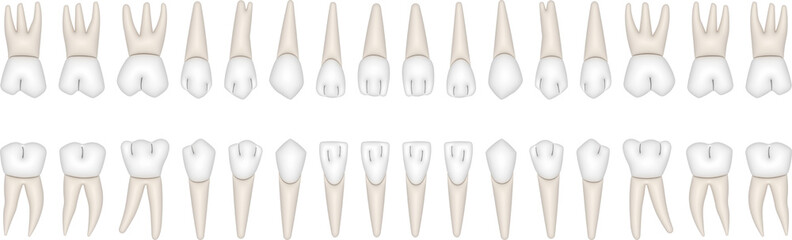 Wall Mural - 32 Permanent teeth: 8 incisors, 4 canine, 8 premolars, 12 molars