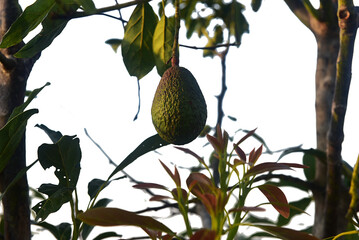 Wall Mural - Chaiyaphum Thailand january 21 2023 Cultivation on organic farms of tasty hass avocado trees.