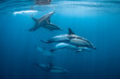 pod of common dolphins (Delphinus delphis) swimming in the Atlantic Ocean near the Western Cape coast of South Africa