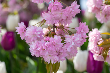 Wall Mural - Sakura flowers grow in spring season in city park. Branches of pink japanese cherry blossoms on tree in sunny day. Flora nature texture prunus serrulata. Flower carpet from buds sakura. Springtime.