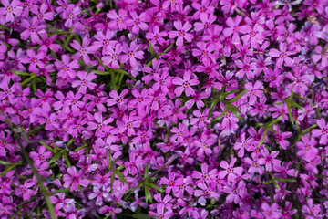 Poster - Dianthus deltoides, carnation pink flowers - ground cover plant for alpine hills in bloom. Selective focus, beautifully blended flowers in the garden