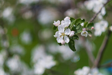 Sticker - Fresh beautiful flowers of the apple tree blooming in the spring