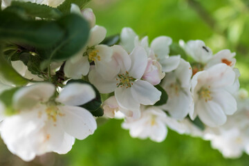 Canvas Print - Fresh beautiful flowers of the apple tree blooming in the spring