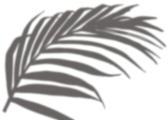 Wall Mural - Shadow Palm Leaves, Tropical Coconut Leaf Overlay, Element object for Spring Suumer, Mock up Product Presentation