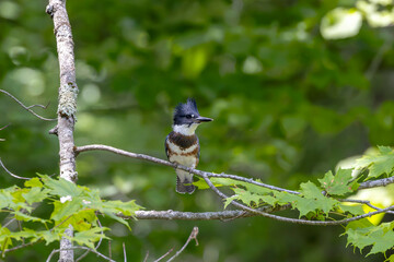 Sticker - The belted kingfisher (Megaceryle alcyon) Migration bird native to North America. The kingfisher is often seen perched on trees, posts, or other convenient vantage points near the water.