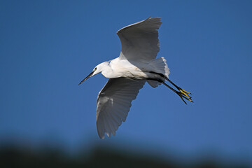 Poster - Little egret // Seidenreiher (Egretta garzetta) - Lake Kerkini, Greece