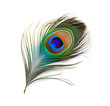 Single peacock feather closeup