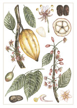 Botanical Illustration. Watercolor Cocoa  Pod With Branch Clipart, Cocoa Elements, Hand Drawn Chocolate Ingredient. Realistic Icons Poster, Banner, Flyer Design, Advertising Cacao Products.