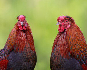 Sticker - Two red roosters isolated on blurred background in garden