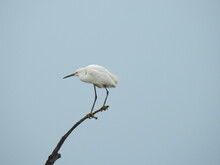 A Snowy Egret Perched On A Branch At The Bombay Hook National Wildlife Refuge, Kent County, Delaware.