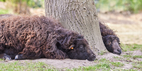 Wall Mural - Brown ouessant sheep resting under tree