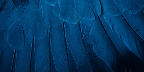 blue feather pigeon macro photo. texture or background