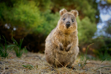 quokka - setonix brachyurus small macropod size of domestic cat, like marsupials kangaroo and wallab