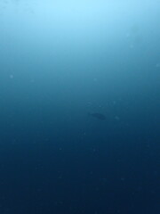 Wall Mural - eagle ray distant in the ocean