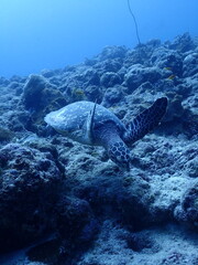 Wall Mural - sea turtle swiming underwater in the maledives