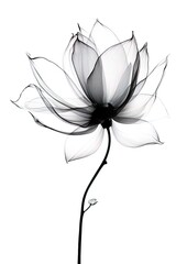 abstract magnolia petals, black and white illustration. Generative AI