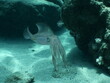 
underwater  calamari swimming underwater close and slow ocean scenery animal cephalopod Decapodiformes loligo vulgaris