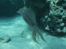 
Underwater  Calamari Swimming Underwater Close And Slow Ocean Scenery Animal Cephalopod Decapodiformes Loligo Vulgaris