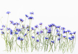 Fototapeta Kwiaty - Naturalne tło, zestaw niebieskich, chabrowych bławatków na białym tle. Tło, tapeta.