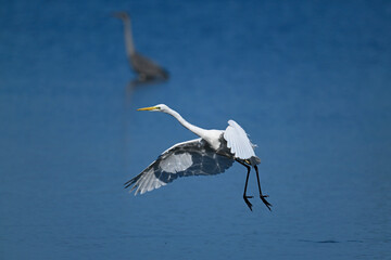 Canvas Print - Great egret // Silberreiher (Ardea alba) - Greece