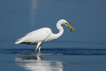 Canvas Print - Great egret // Silberreiher (Ardea alba) - Greece