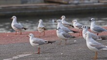 Curious And Cute Baby Excited Seagulls Standing On Concrete Floor Near Water Canal Footage.