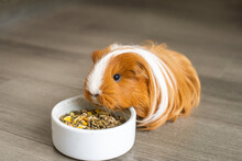 A Long-haired Guinea Pig Is Sitting Indoors On The Floor Near A Plate Of Food