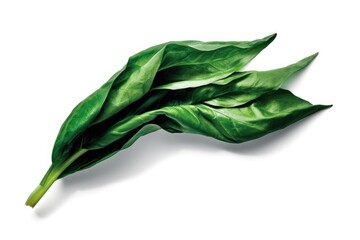 Poster - macro shot of a single green leaf isolated on a white background