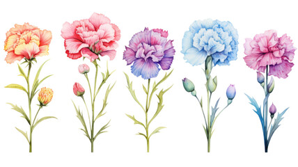 Sticker - a collection of soft watercolor carnations flowers isolated on a transparent background, generative 