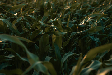 Dark green corn leaves close-up plant photography, farming and agriculture, rural field