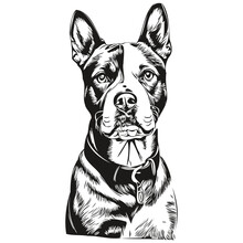American Staffordshire Terrier Dog Face Vector Portrait, Funny Outline Pet Illustration White Background Realistic Breed Pet